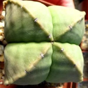 astrophytum quadricostatum nudum