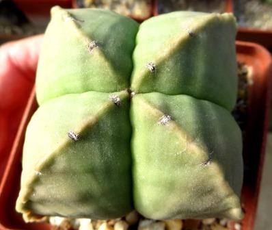 astrophytum quadricostatum nudum