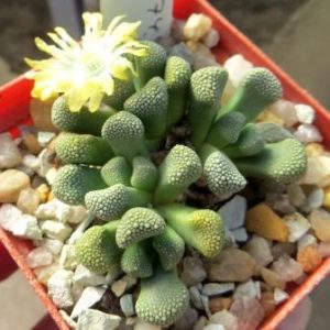 titanopsis primosii