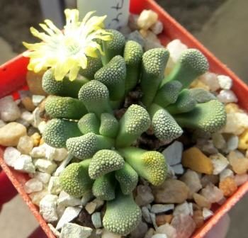 titanopsis primosii