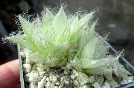 haworthia semiviva двійня