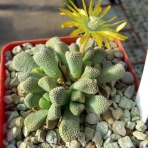 titanopsis primosii