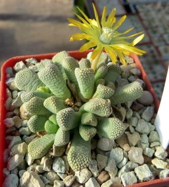 titanopsis primosii