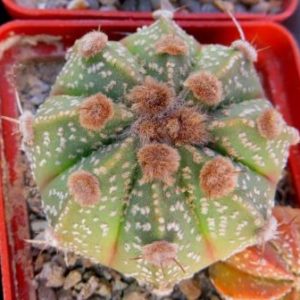 astrophytum hanazono x capricorne
