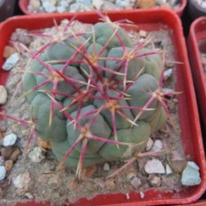 thelocactus hexaedrophorus