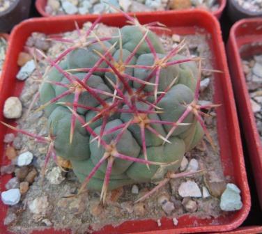 thelocactus hexaedrophorus