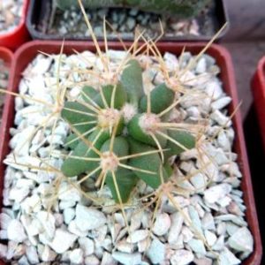 ferocactus glaucescens