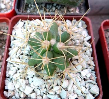 ferocactus glaucescens