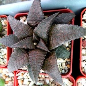 Haworthia koelmaniorum 'Dragon King'