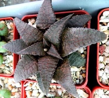 Haworthia koelmaniorum 'Dragon King'