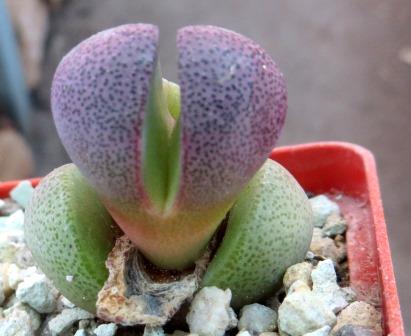 pleiospilos nelii royal flush