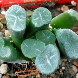 Haworthia maughanii 'Fugaku'