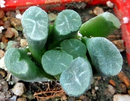 Haworthia maughanii 'Fugaku'