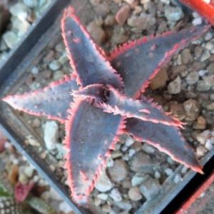 3990 aloe Christmas Carol