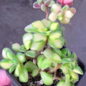 aeonium mini variegated