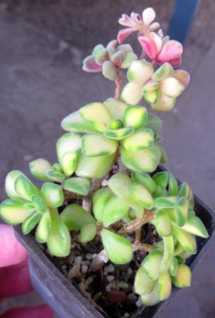 aeonium mini variegated