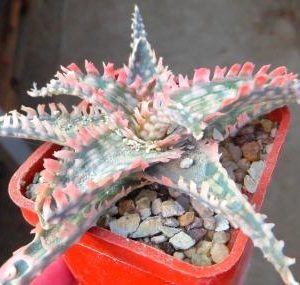 aloe hybrid