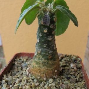 dorstenia foetida