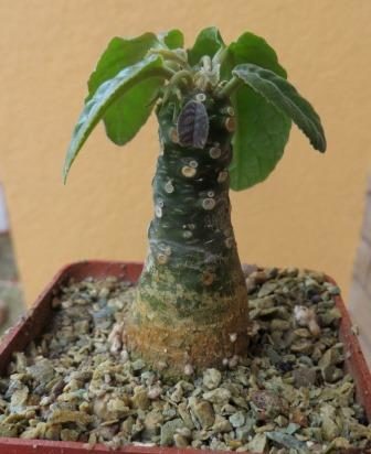 dorstenia foetida