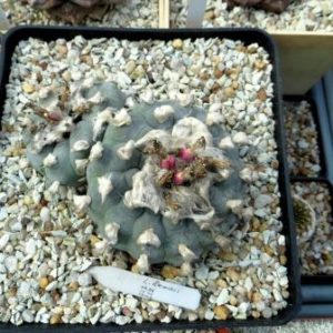 lophophora lewinii  насіння 10 шт