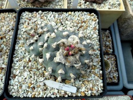 lophophora lewinii насіння 10 шт
