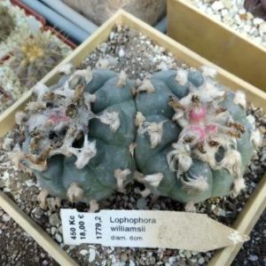 lophophora williamsii  насіння 10 шт