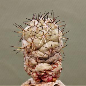 Ortegocactus-macdougallii-5