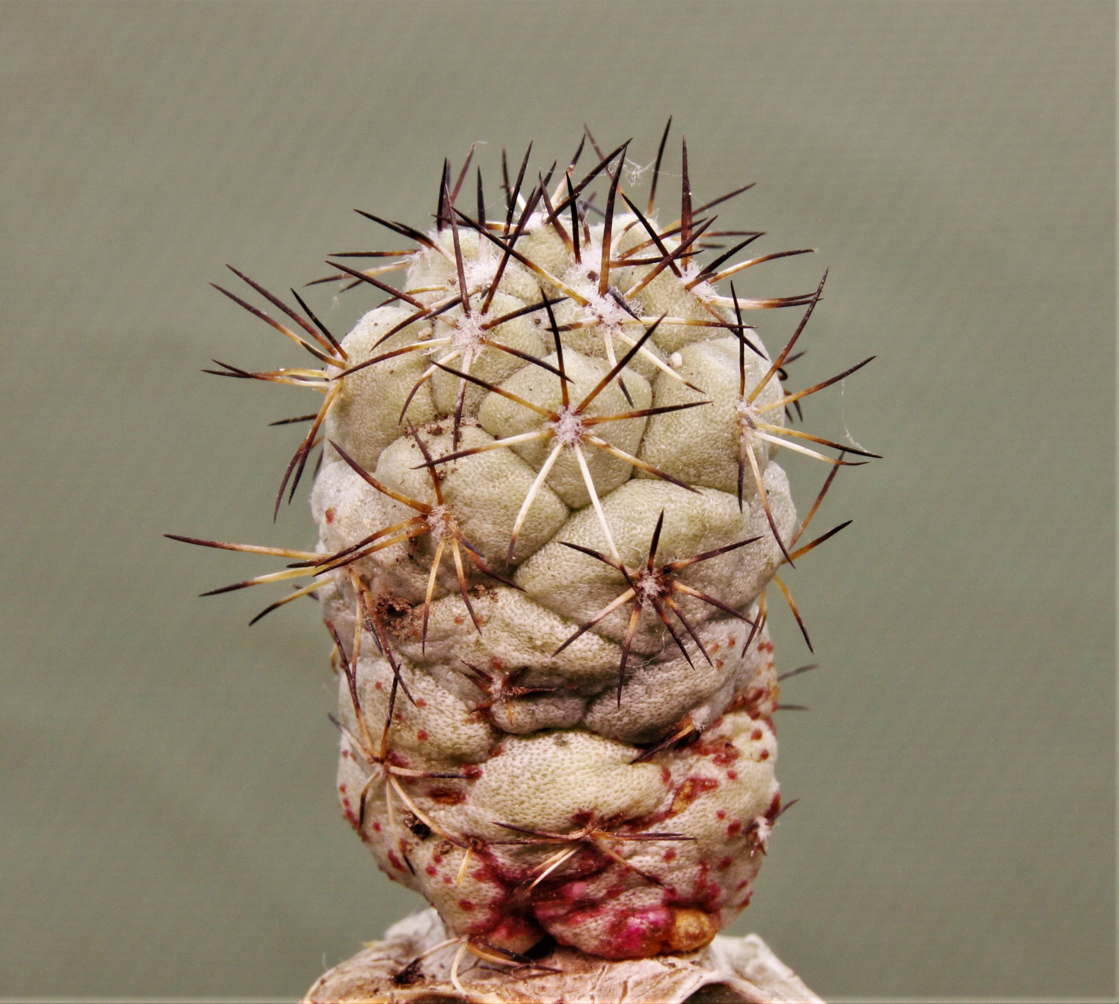 Ortegocactus-macdougallii-5