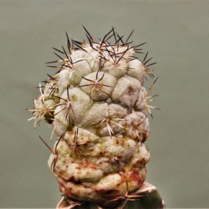 Ortegocactus-macdougallii-6