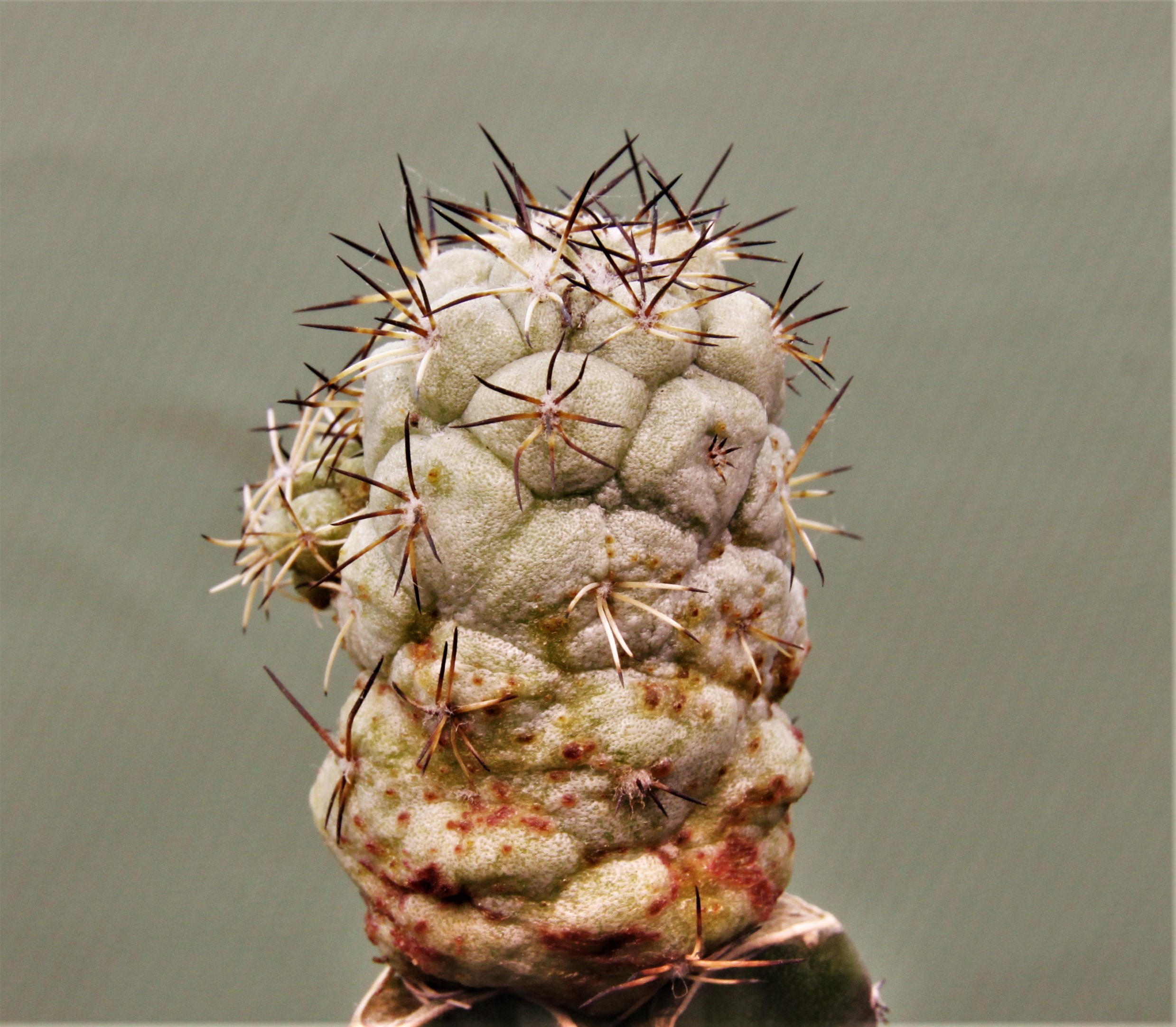 Ortegocactus-macdougallii-6