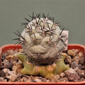 Ortegocactus-macdougallii-VM-1067-5