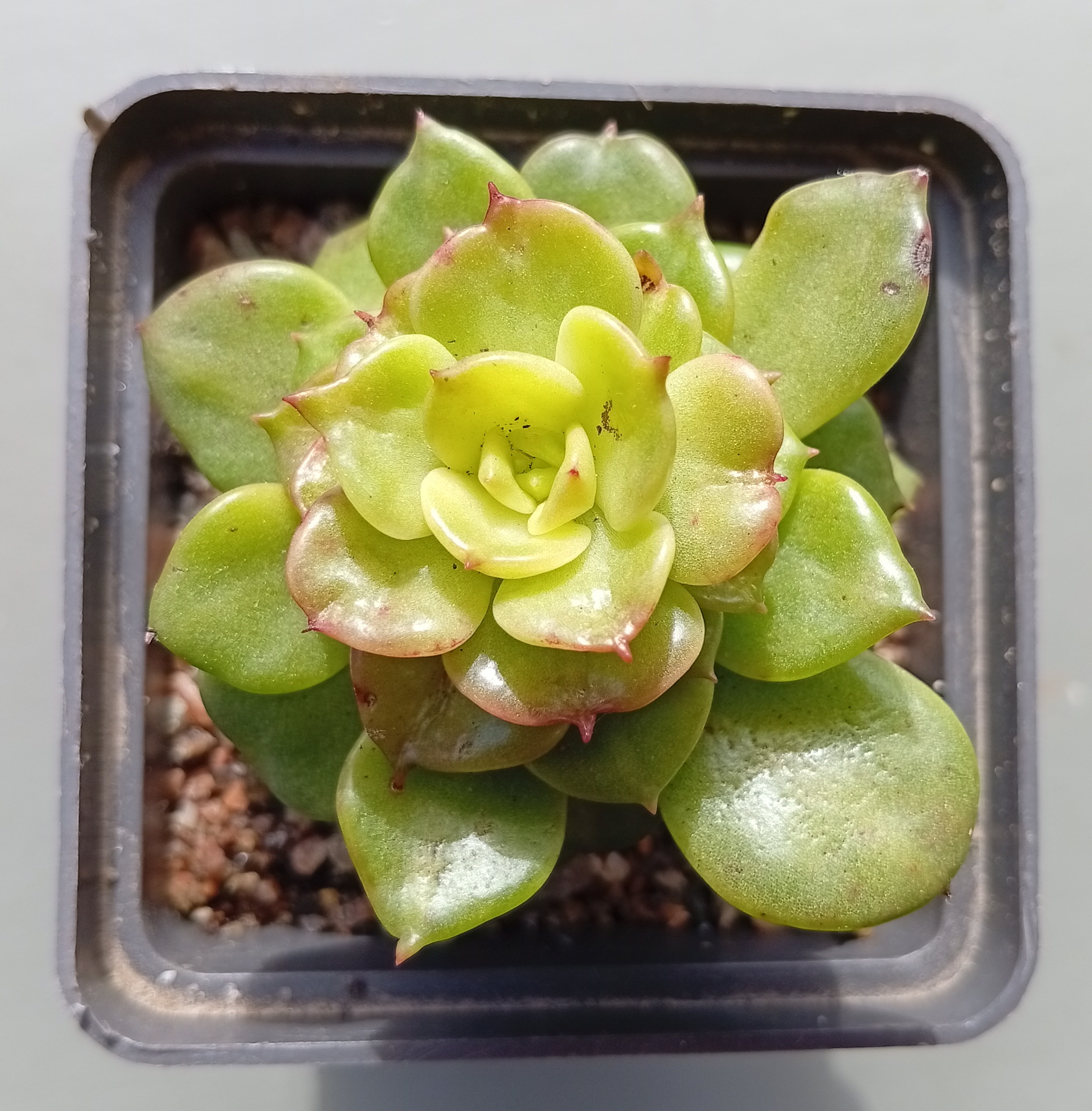 Sedeveria Rolly