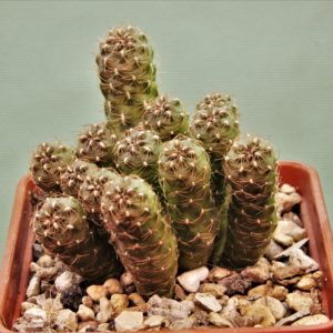 Sulcorebutia-hoffmaniana.