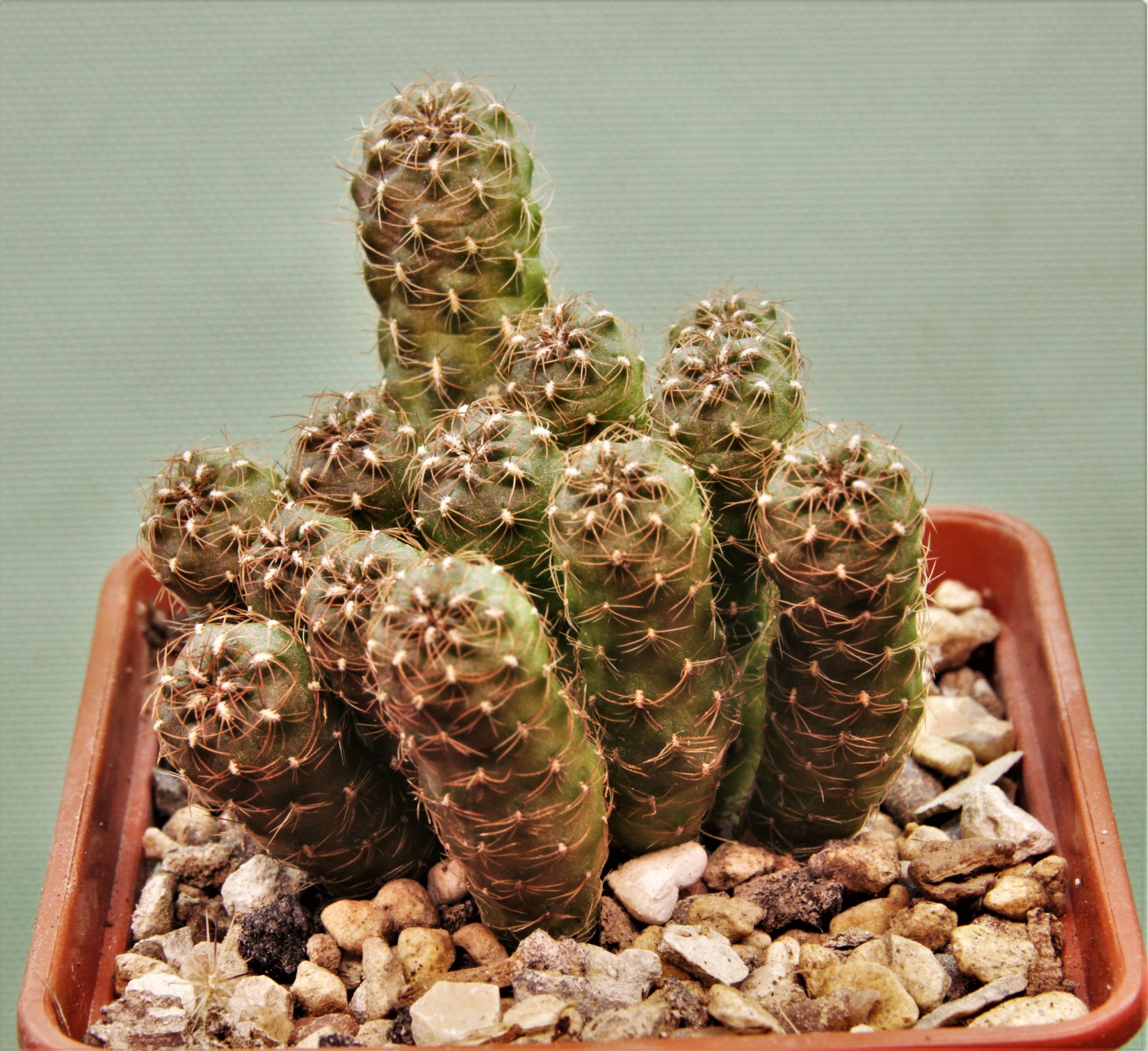 Sulcorebutia-hoffmaniana.