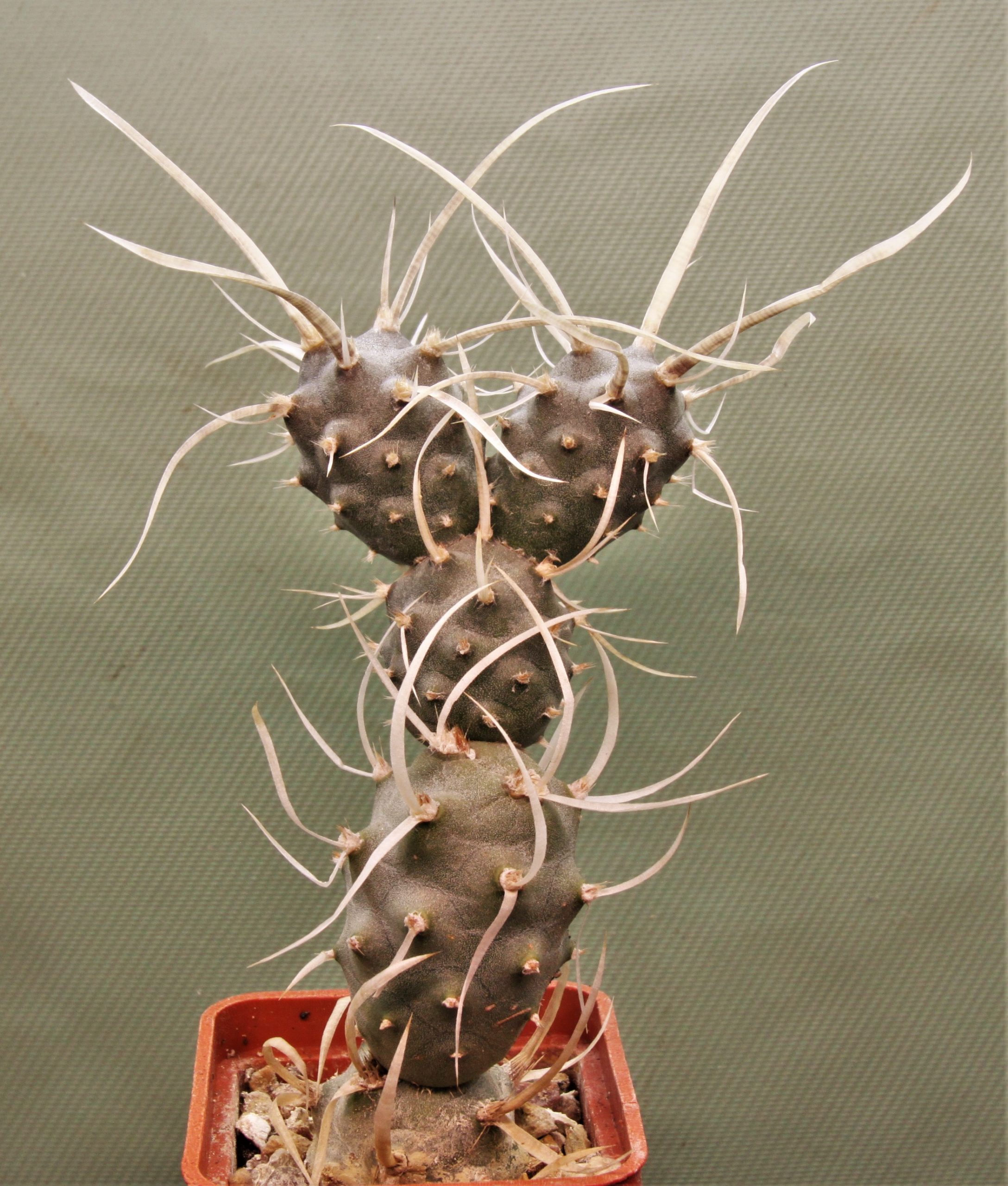 Tephrocactus articulatus papyracanthus-4. Кубик 5х5см. 120грн.