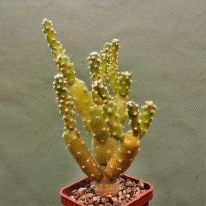 Tephrocactus-moelleriana-2