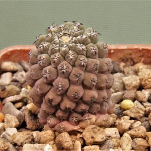 Thelocephala-glabrescens-PV-1916-1