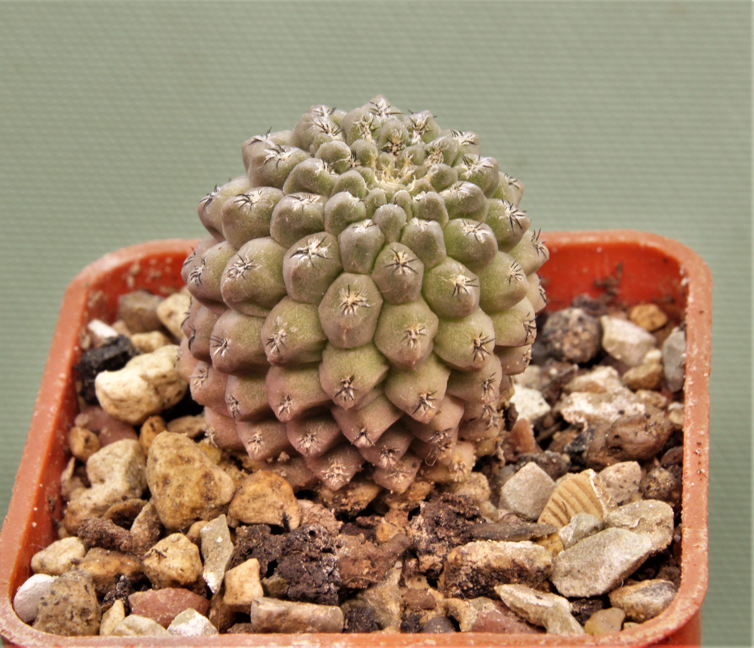 Thelocephala-glabrescens-PV-1916-2