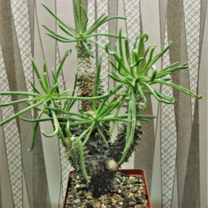 Tylecodon-wallichii