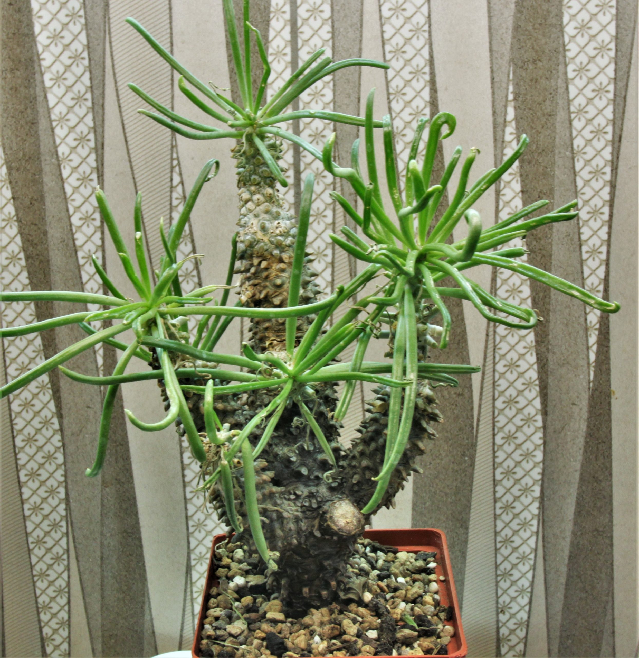 Tylecodon-wallichii
