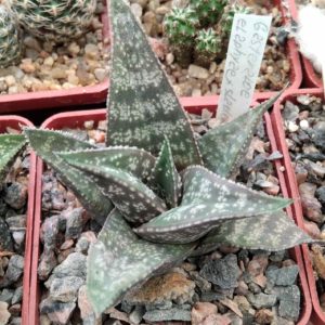 Gastroaloe elaphiae x sladeniana -cube-6cm-мініатюра -сіянець!-