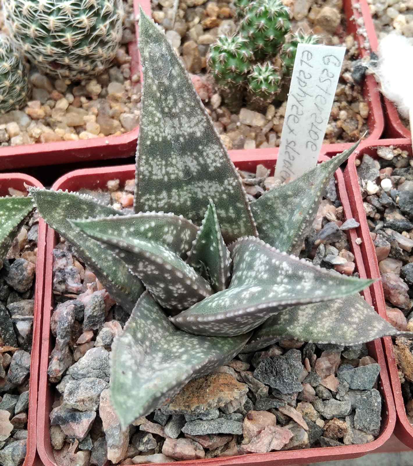 Gastroaloe elaphiae x sladeniana -cube-6cm-мініатюра -сіянець!-