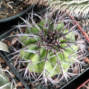Discocactus latispinus v. major HU640 -cube-8cm-