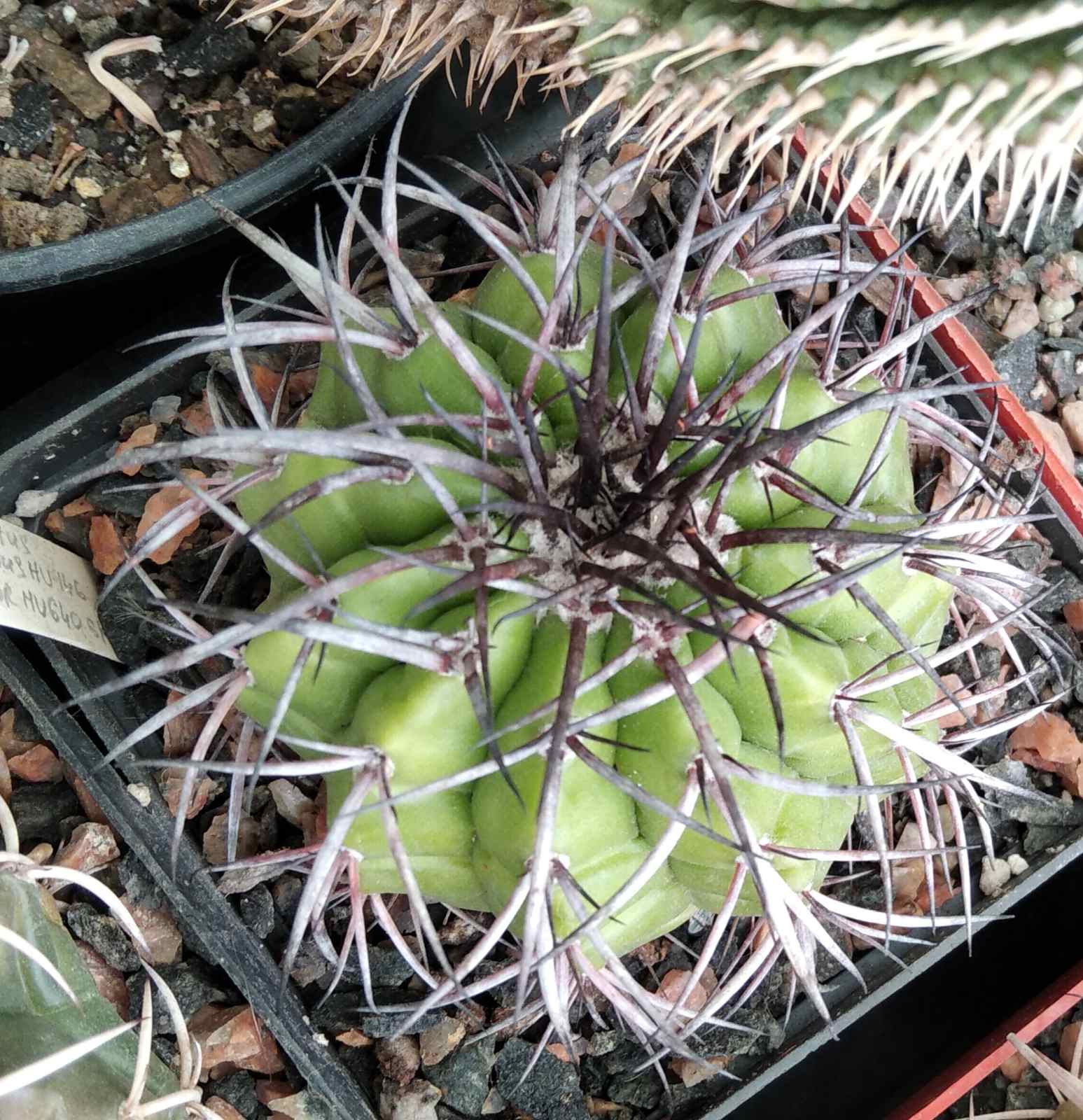 Discocactus latispinus v. major HU640 -cube-8cm-