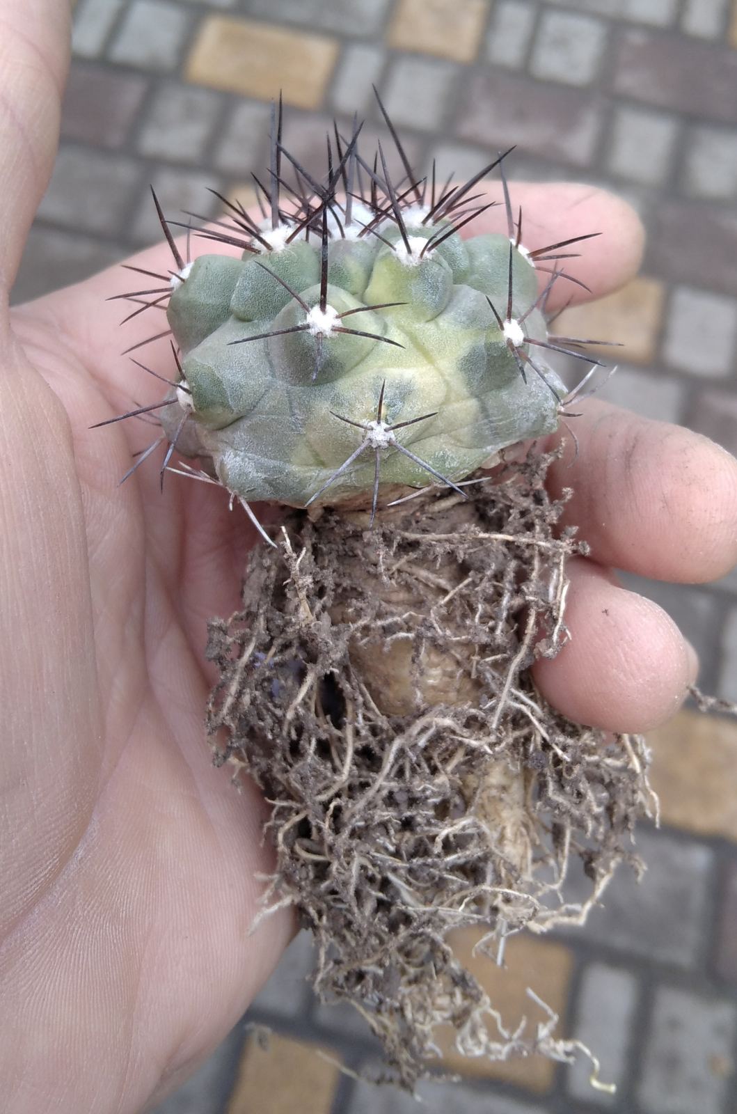 Copiapoa marginata v. bridgesii  - біля 5см у діам. -потужна ріпа-