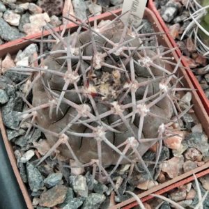 Gymnocalycium/ piltziorum P38 -cube-6cm-