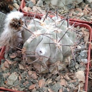 Acanthocalycium glaucum -cube-7cm- silver cultivare-