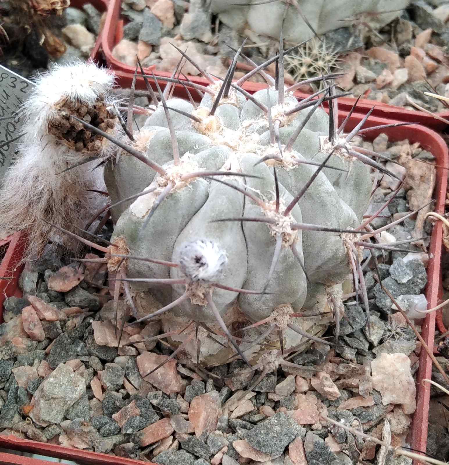 Acanthocalycium glaucum -cube-7cm- silver cultivare-