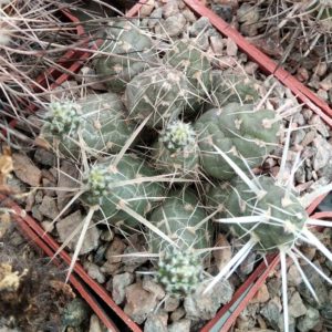 Maihueniopsis conoidea -cube-6cm- багаторічний кущик, що має ріповидний потужний корінь-