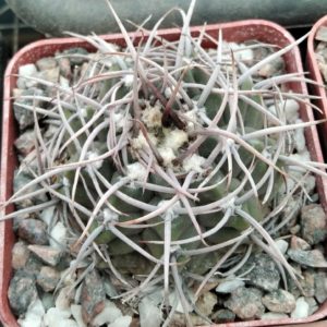 Gymnocalycium knollii WO066-  cube- 7cm-